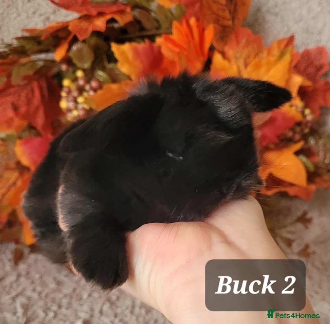 Mini Lop rabbits for sale: Pure bred mini lops.  in Shaftesbury - Advert 1