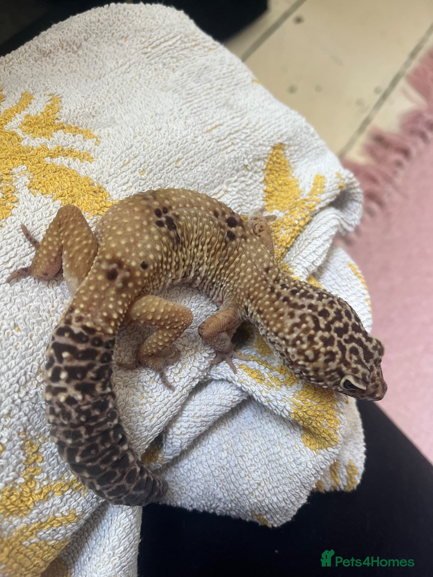 Leopard Gecko reptiles Leopard gecko - Advert 8