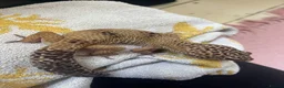Leopard Gecko reptiles for sale: Leopard gecko - Advert 1
