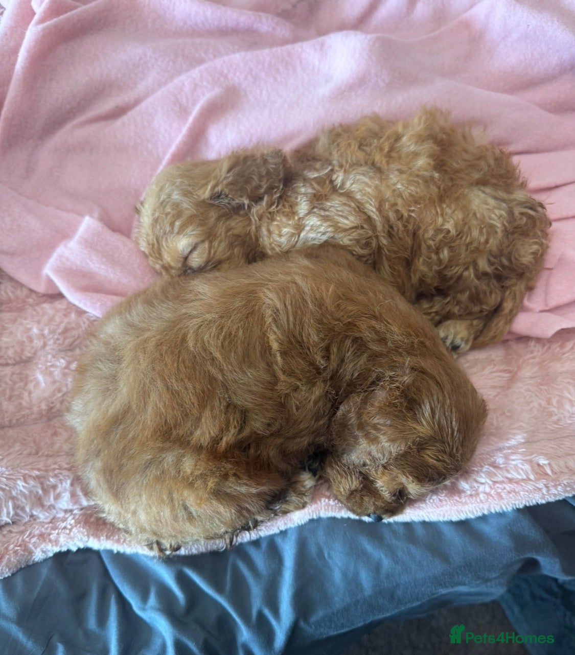 Mini Goldendoodle dogs Health-Tested Family Happy Sociable Goldendoodles - Advert 2