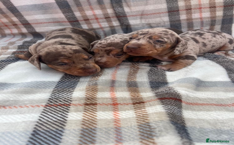 Miniature Dachshund dogs - Advert 3
