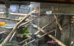 Gecko reptiles for sale: Madagascan giant day geckos with vivarium - Advert 4