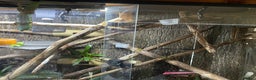 Gecko reptiles for sale: Madagascan giant day geckos with vivarium - Advert 4