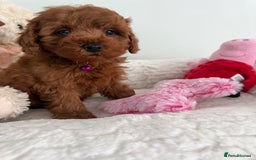 Cavapoo dogs for sale: 7 perfect f1b cavapoo’s. Fully dna & health clear. - Image 13