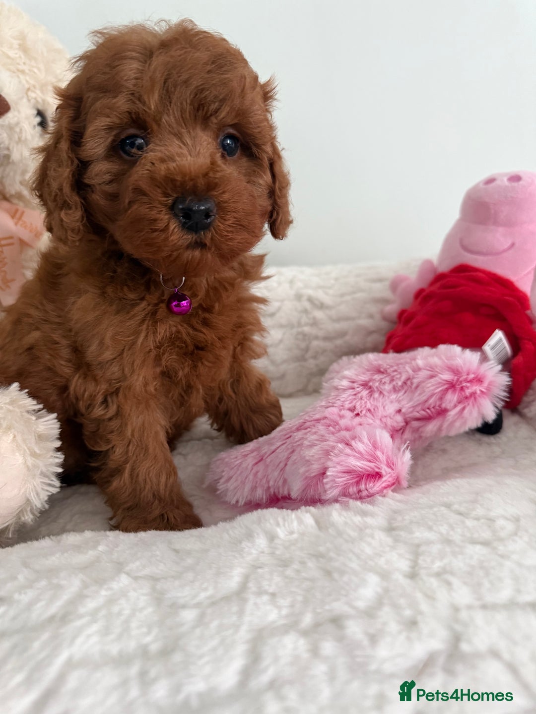Cavapoo dogs for sale: 7 perfect f1b cavapoo’s. Fully dna & health clear. - Image 13