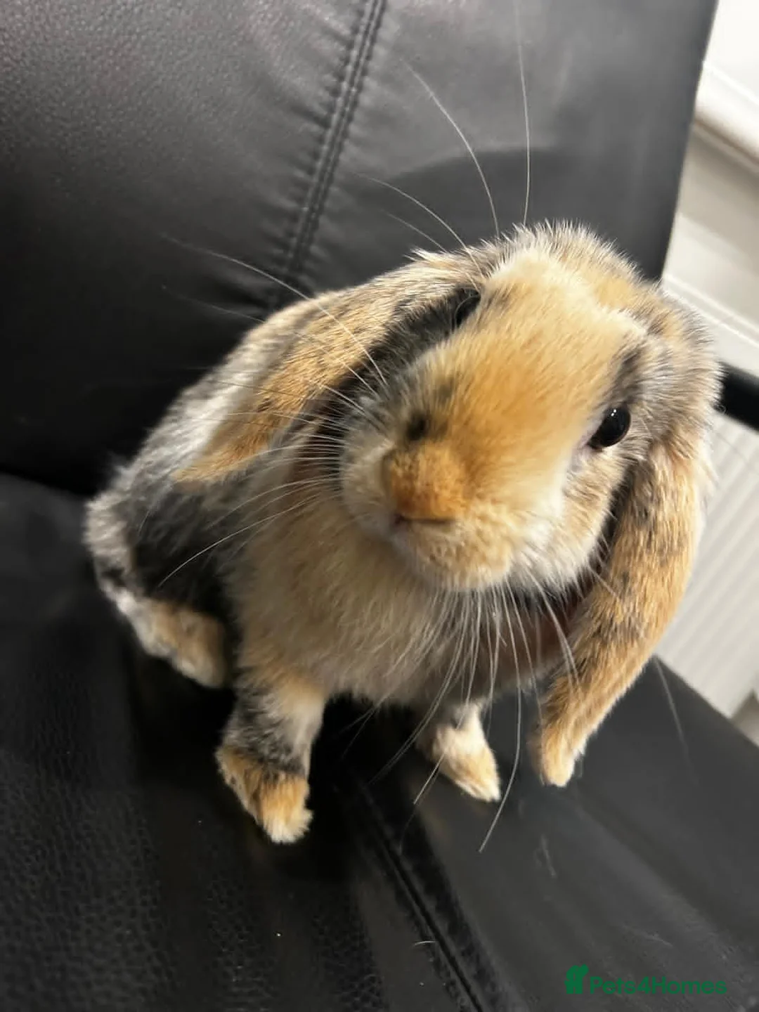 Mini Lop rabbits for sale: Toffee the Mini Lop - READY NOW - Advert 6