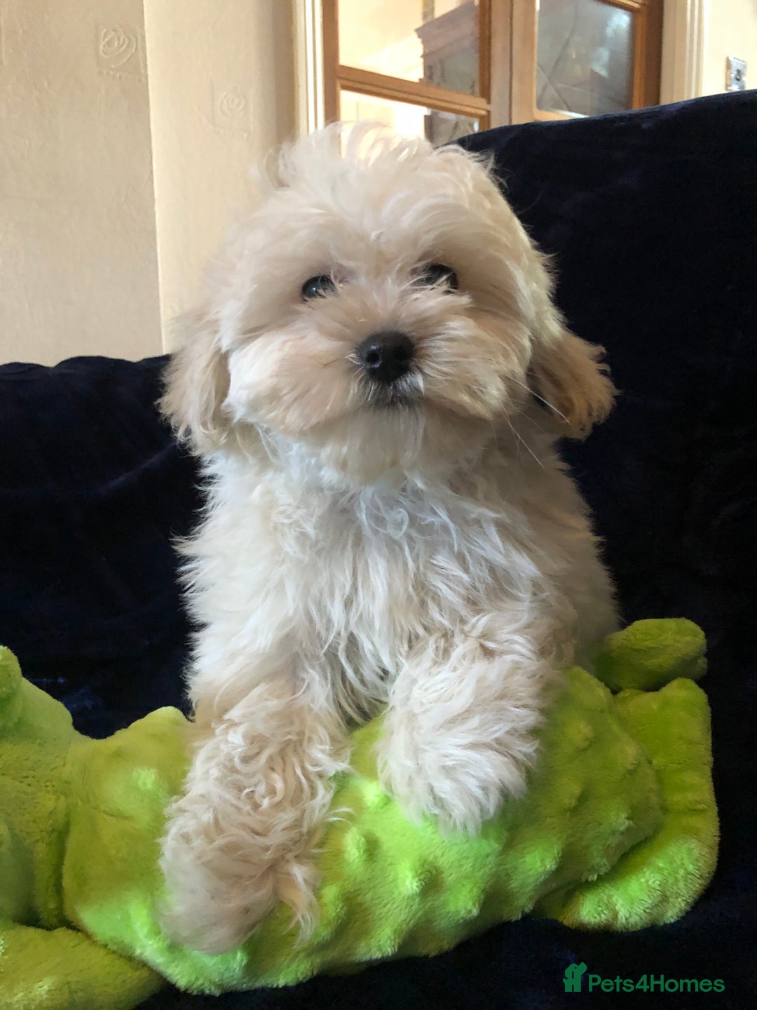 Maltipoo dogs for sale: maltipoo puppies for sale  - Advert 8