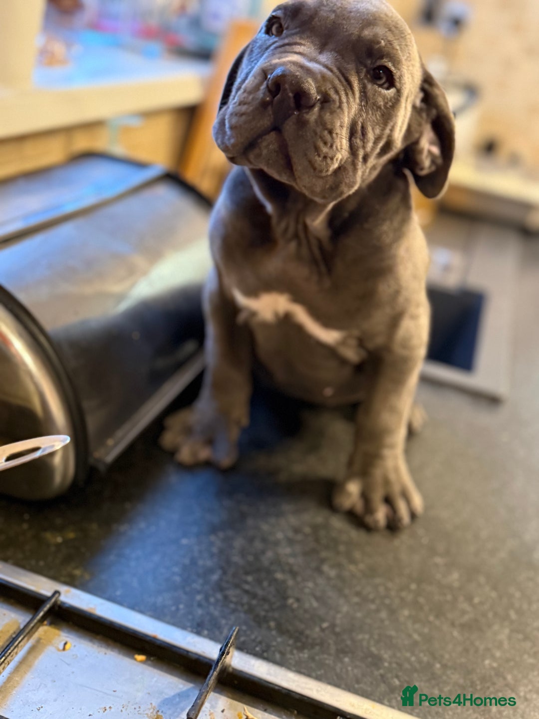 Cane Corso dogs for sale: Imp Champion Bloodline Pure Breed Cane Corso pups  - Advert 19