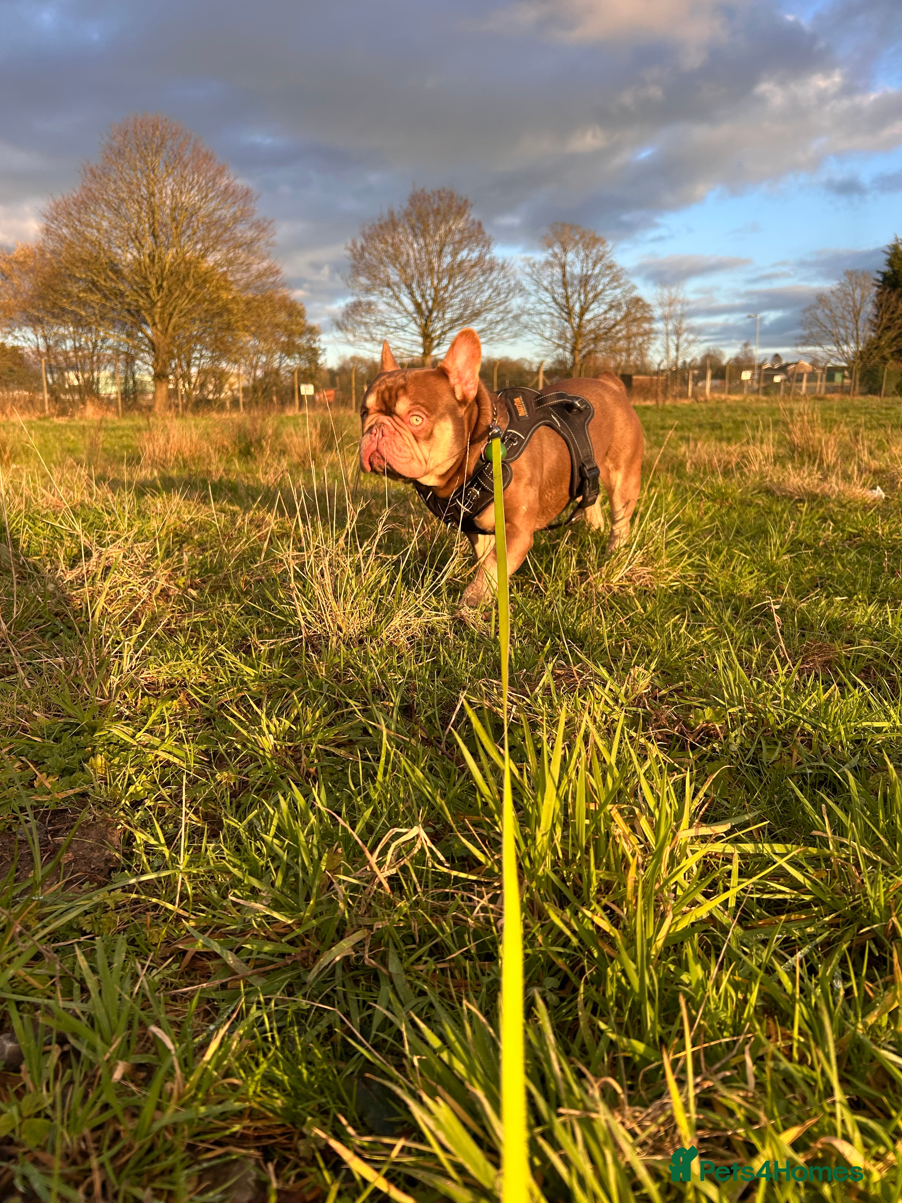 French Bulldog dogs new shade chocolate and tan carrying fluffy stud in Rochdale - Advert 2
