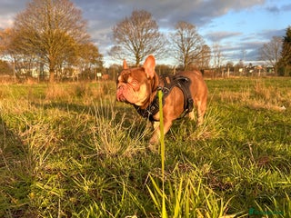 French Bulldog dogs new shade chocolate and tan carrying fluffy stud in Rochdale - Advert 18