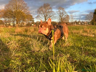 French Bulldog dogs new shade chocolate and tan carrying fluffy stud in Rochdale - Advert 19