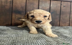 Miniature Poodle dogs for sale: REDUCED Mini poodle pups - Image 15