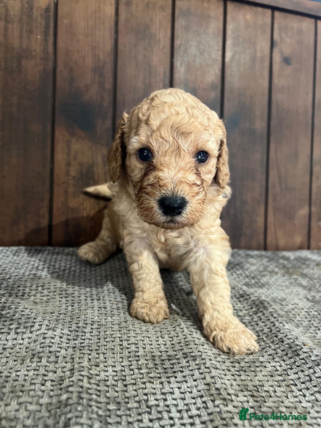 Miniature Poodle dogs for sale: REDUCED Mini poodle pups - Image 15