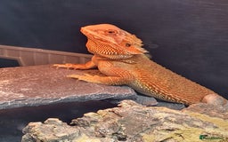 Bearded Dragon reptiles for sale: Red Bearded Dragon needs a new home - Image 5