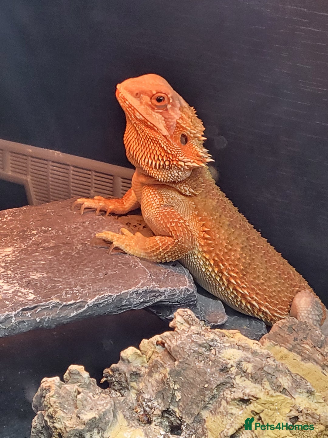 Bearded Dragon reptiles for sale: Red Bearded Dragon needs a new home - Image 5