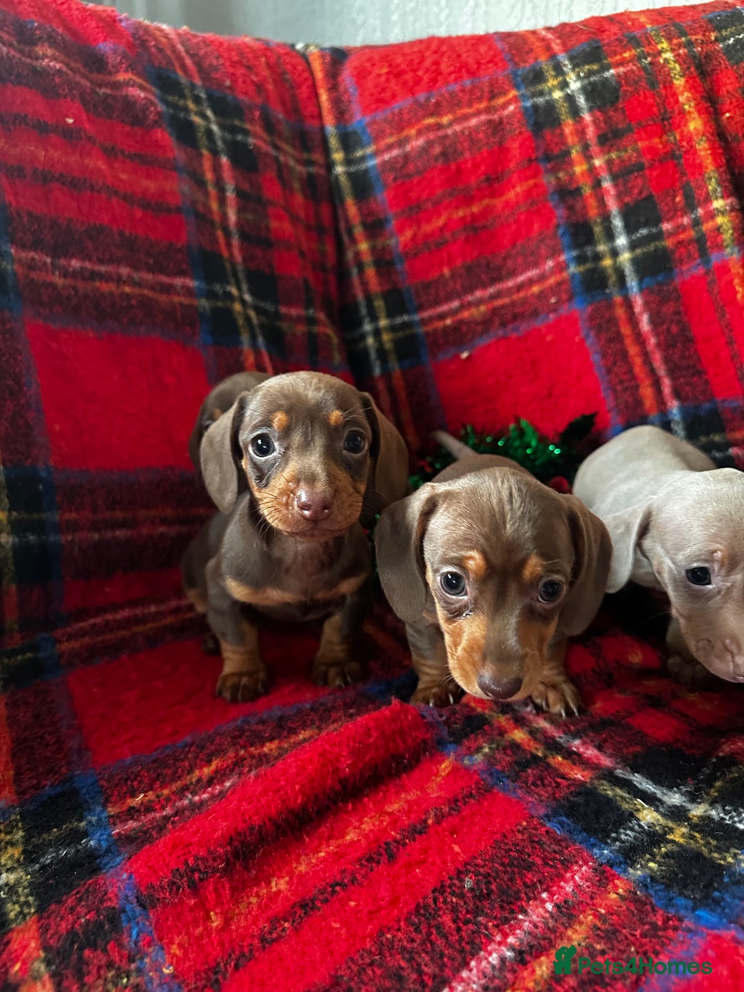 Dachshund dogs for sale: 7 beautiful dashound puppys - Advert 2