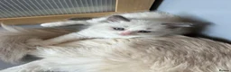 Ragdoll cats for sale: Adorable Gccf registered kittens  in Wakefield - Advert 2