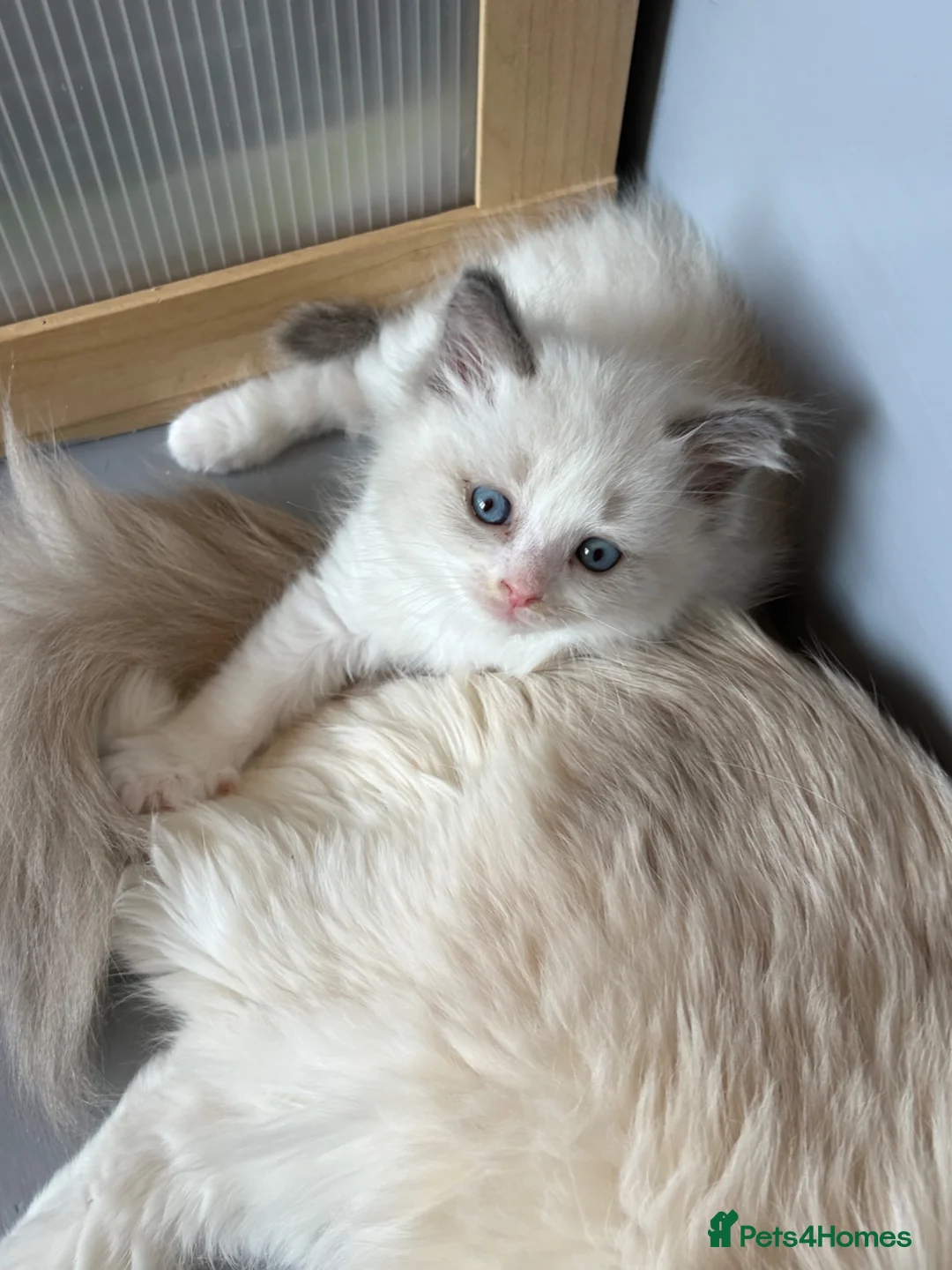 Ragdoll cats for sale: Adorable Gccf registered kittens  in Wakefield - Advert 2