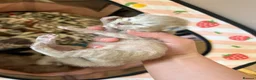 Ragdoll cats for sale: Mink Ragdolls for sale in Hereford - Advert 3