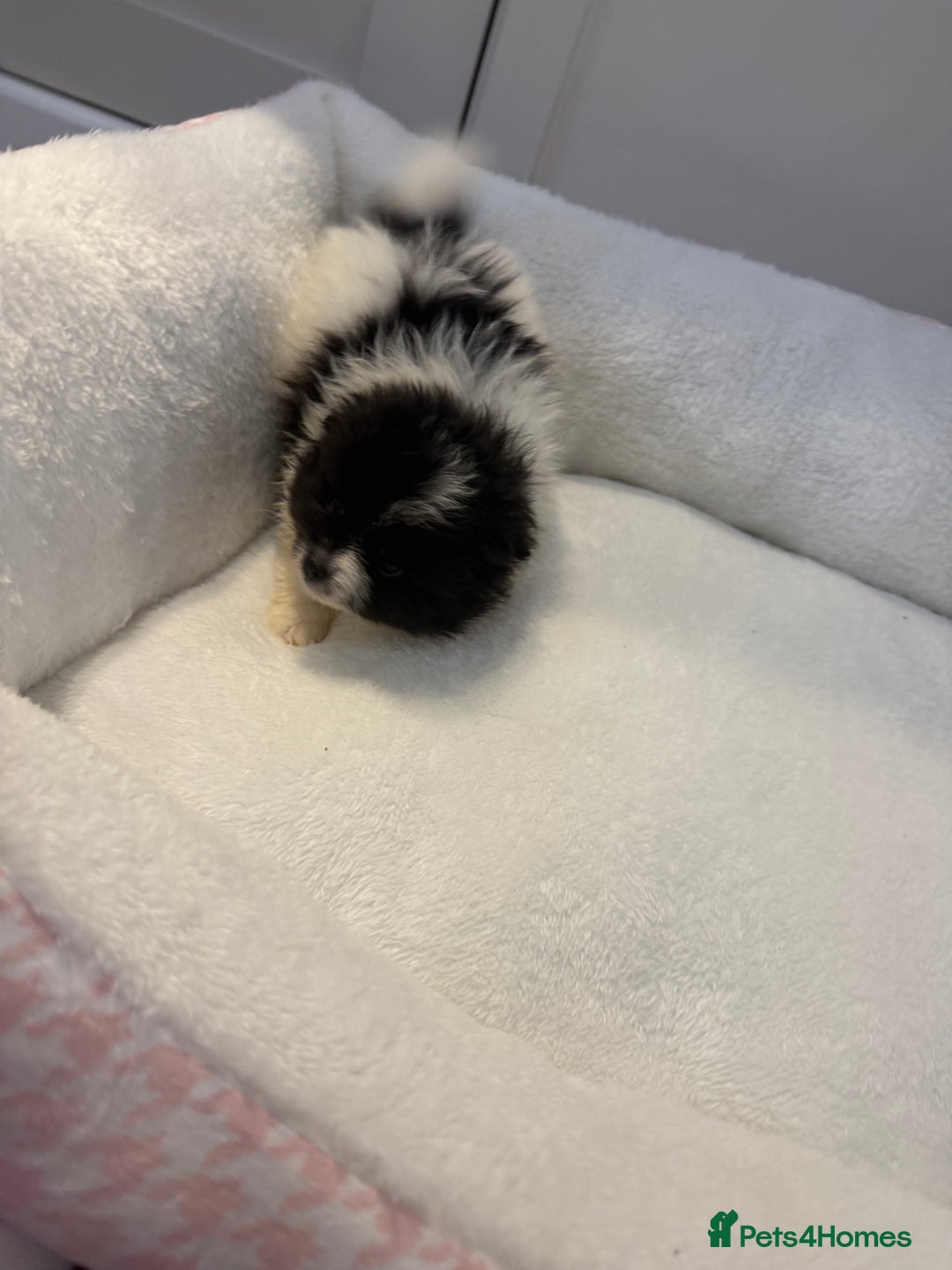 Pomeranian dogs for sale: Beautifully  **  fluffy Pomeranian puppies - Advert 9