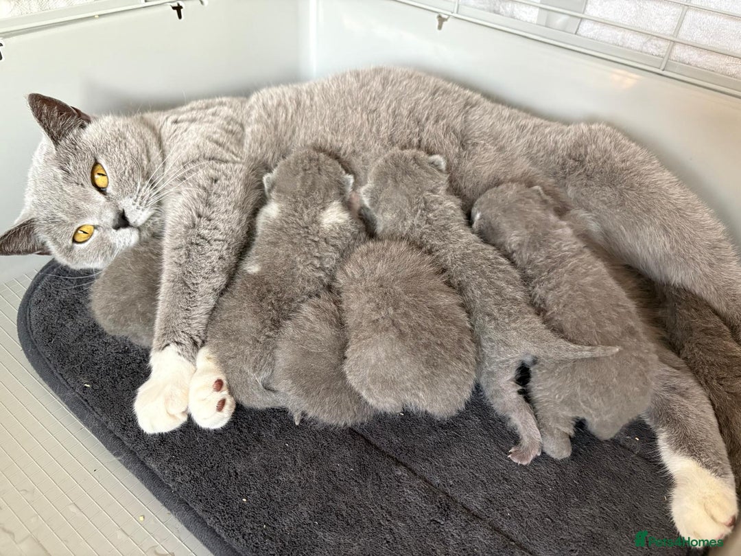 Scottish Fold cats for sale: Chunky Scottish fold/straight kittens  - Advert 5