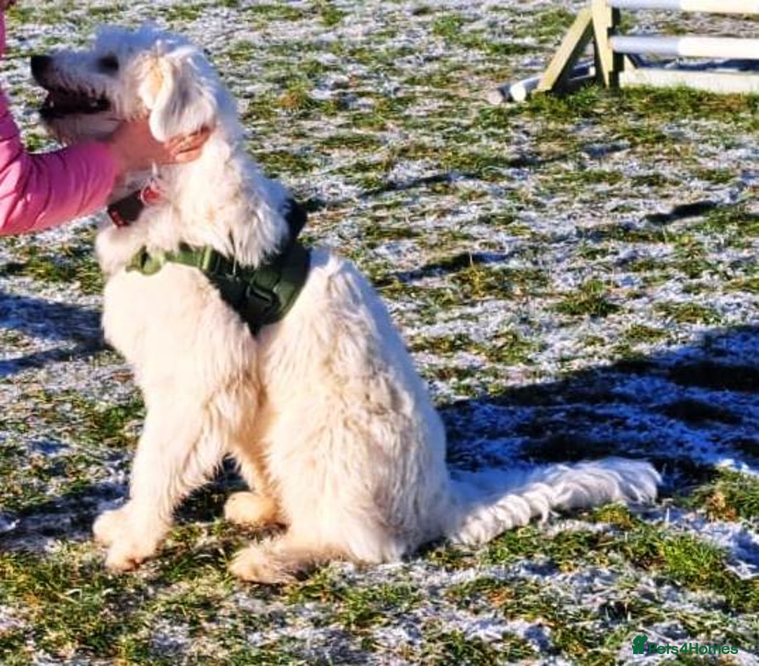 Mixed Breed dogs for adoption: Meet JOJO - a superb big girl, for a Loving Home - Image 28