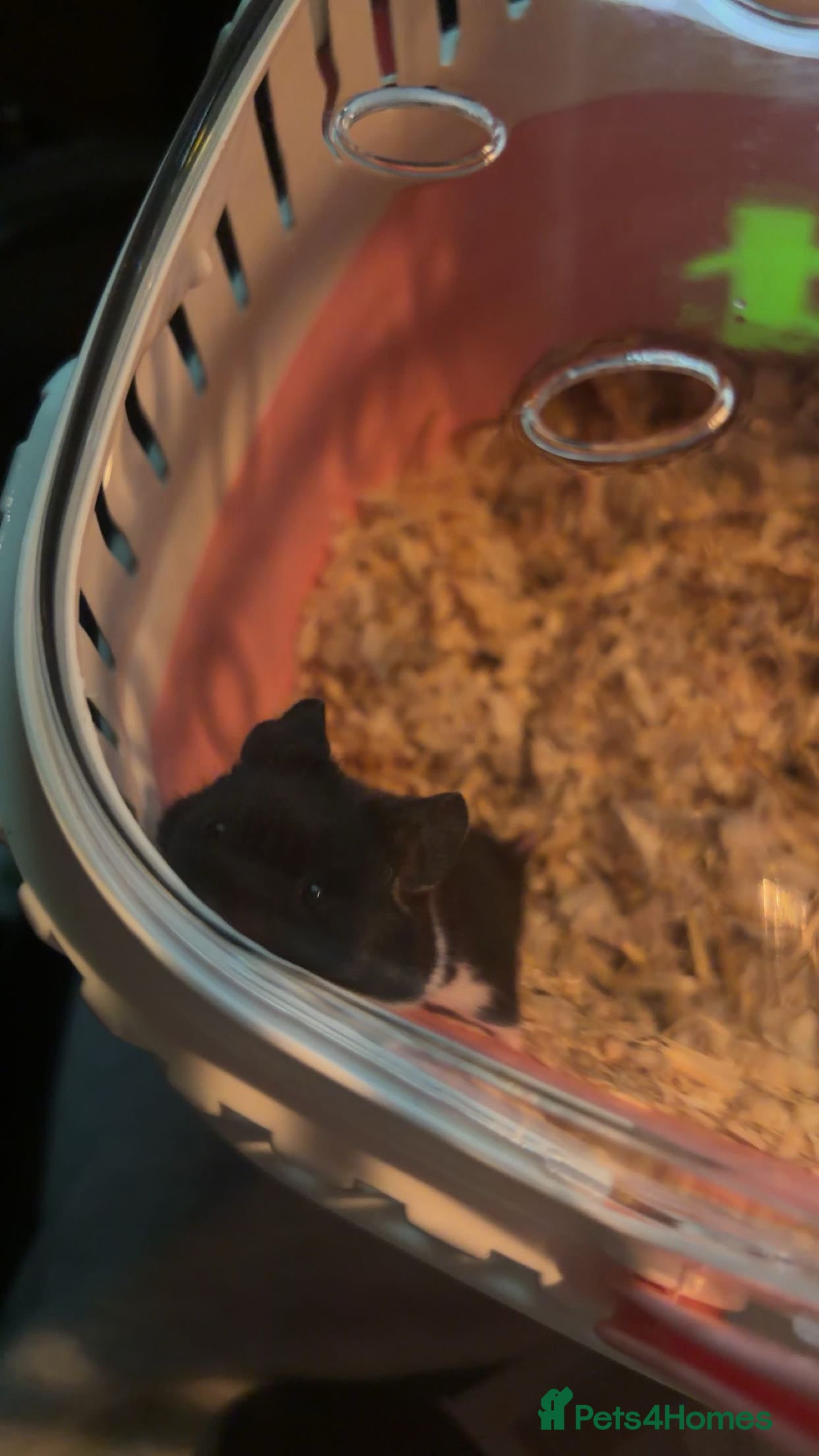 Hamster rodents Friendly Syrian Hamster - Advert 2