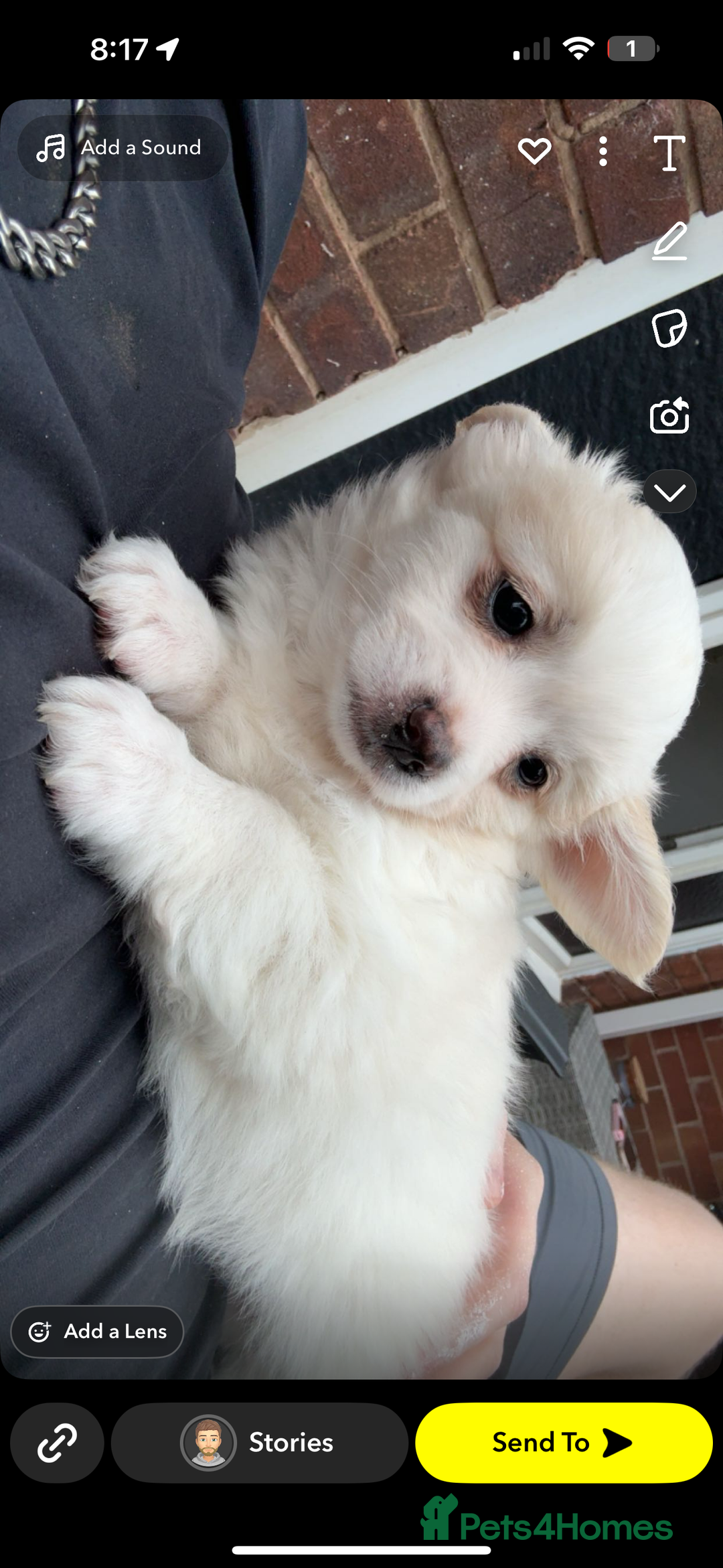 Mixed Breed dogs for sale: Chihuahua cross breed pups for sale price £550 - Image 1