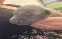 Lurcher dogs for sale: Lurcher puppies  - Image 8