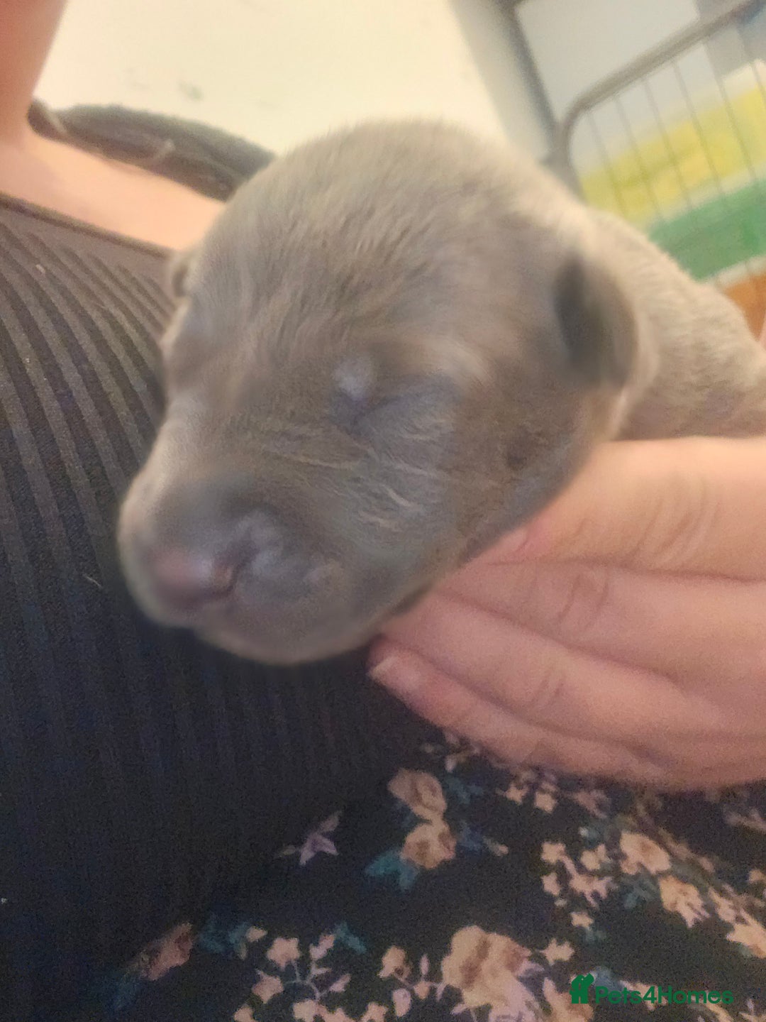 Lurcher dogs for sale: Lurcher puppies  - Image 8