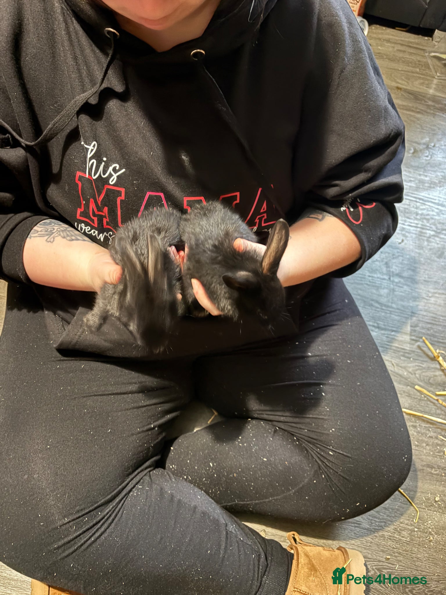 Mixed Breed rabbits Lion head mix baby  - Advert 17