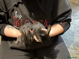 Mixed Breed rabbits Lion head mix baby - Advert 17