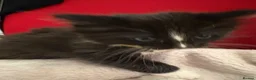 Mixed Breed cats for sale: 6 playful kittens looking for their forever homes - Advert 3