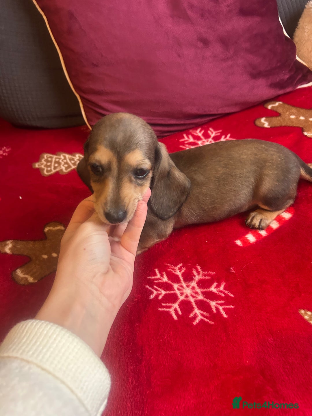 Miniature Dachshund dogs for sale: Miniature dachshund puppy’s  - Advert 26