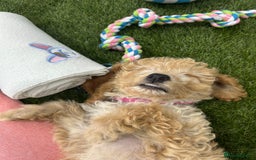 Cockapoo dogs for sale: 🐾STUNNING F1 COCKERPOOS HEALTH TESTED PARENTS 🐾 - Image 19