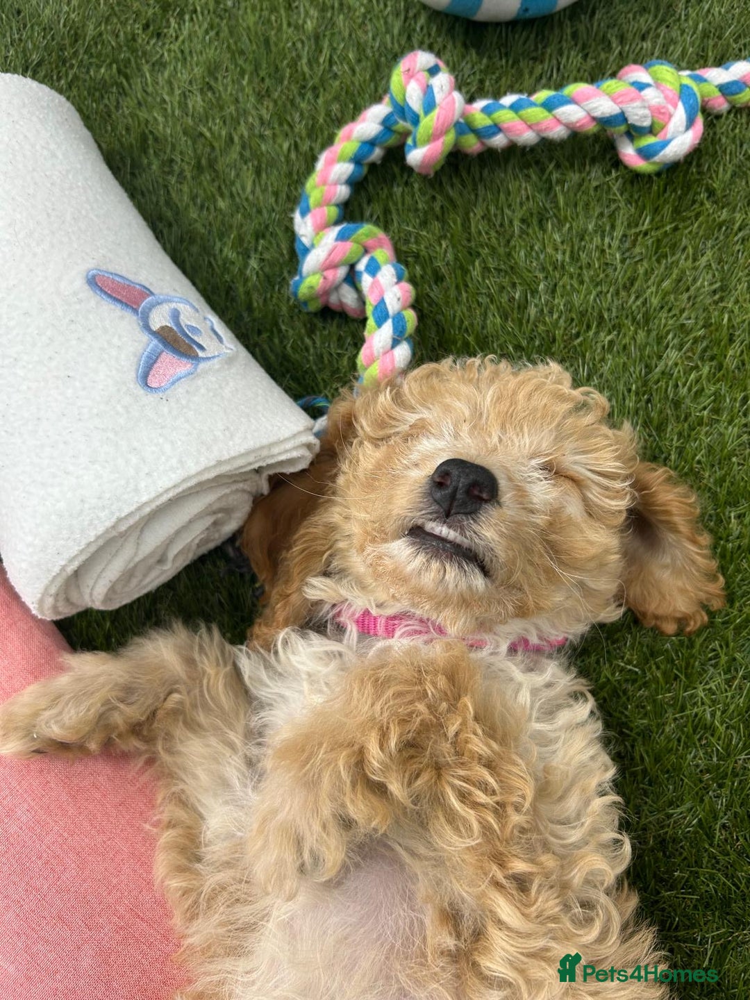 Cockapoo dogs for sale: 🐾STUNNING F1 COCKERPOOS HEALTH TESTED PARENTS 🐾 - Image 19