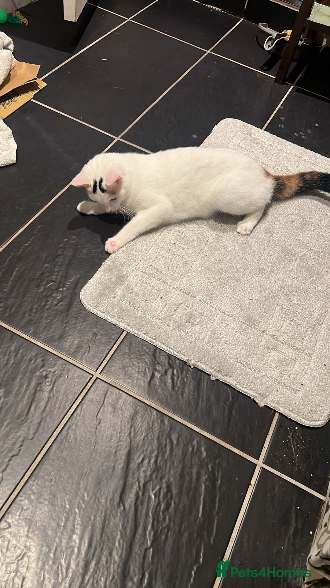 Brazilian Shorthair cats for sale: Beautiful Female Shorthair  - Image 6