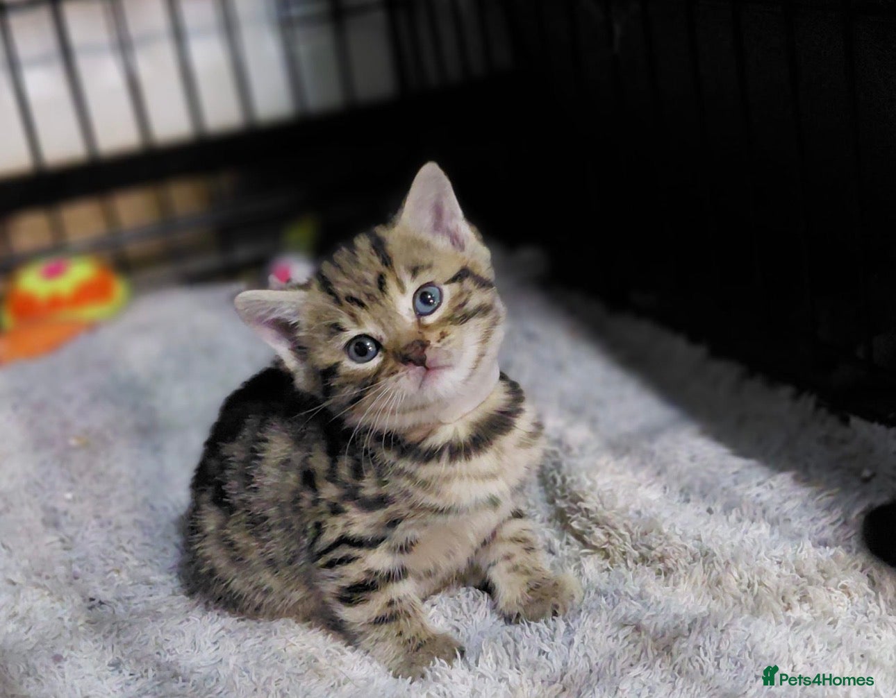 Mixed Breed cats Gorgeous kitten looking for her forever home  - Advert 4