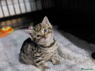 Mixed Breed cats Gorgeous kitten looking for her forever home - Advert 4