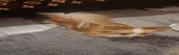 Pomeranian dogs for sale: Beautiful Tan Fox-Face Pomeranian Girls - Advert 11