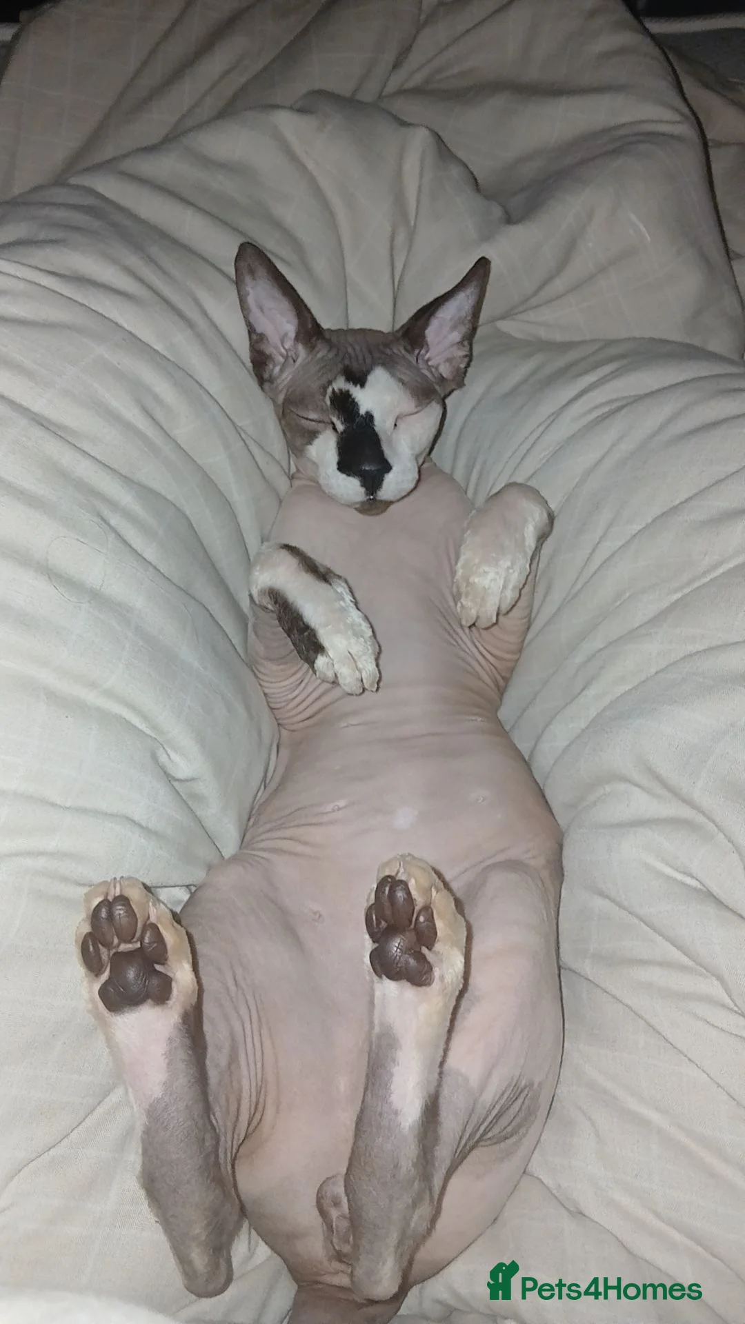 Sphynx cats for sale: Sphnx cat - Advert 2