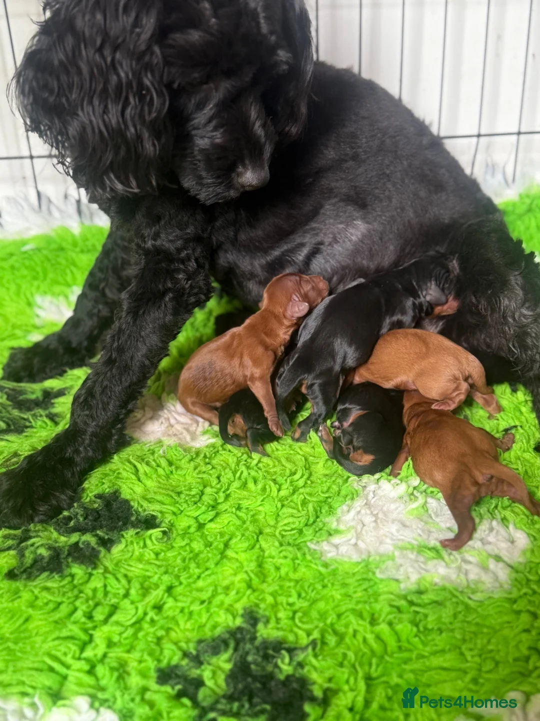 Cavapoo dogs for sale: Amazing Black and Tan Cavapoo’s 💙❤️ - Advert 2