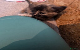 Maine Coon cats for sale: Main coon cross with British short hair - Image 23