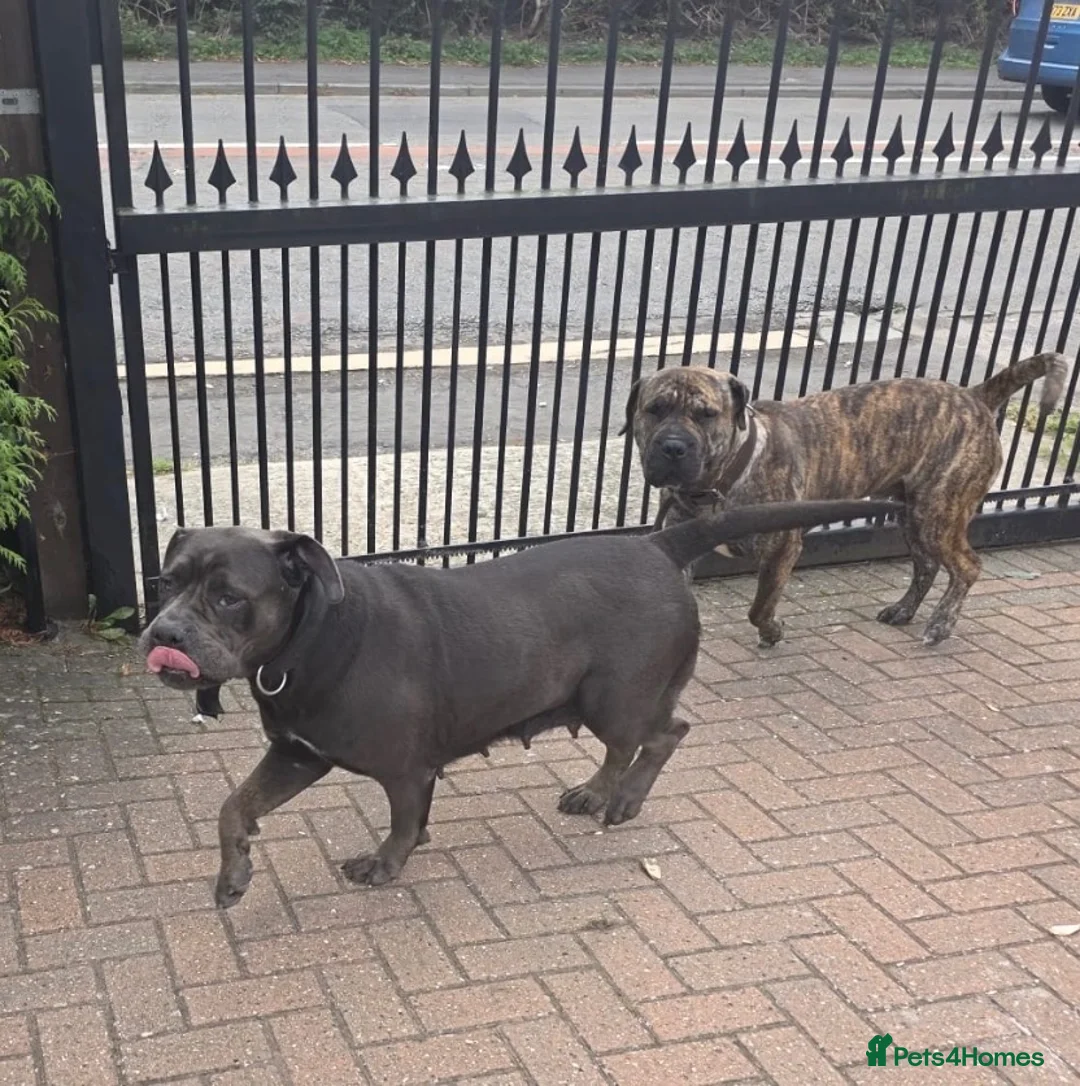 Cane Corso dogs for sale: Cane corso  in Basildon - Advert 8
