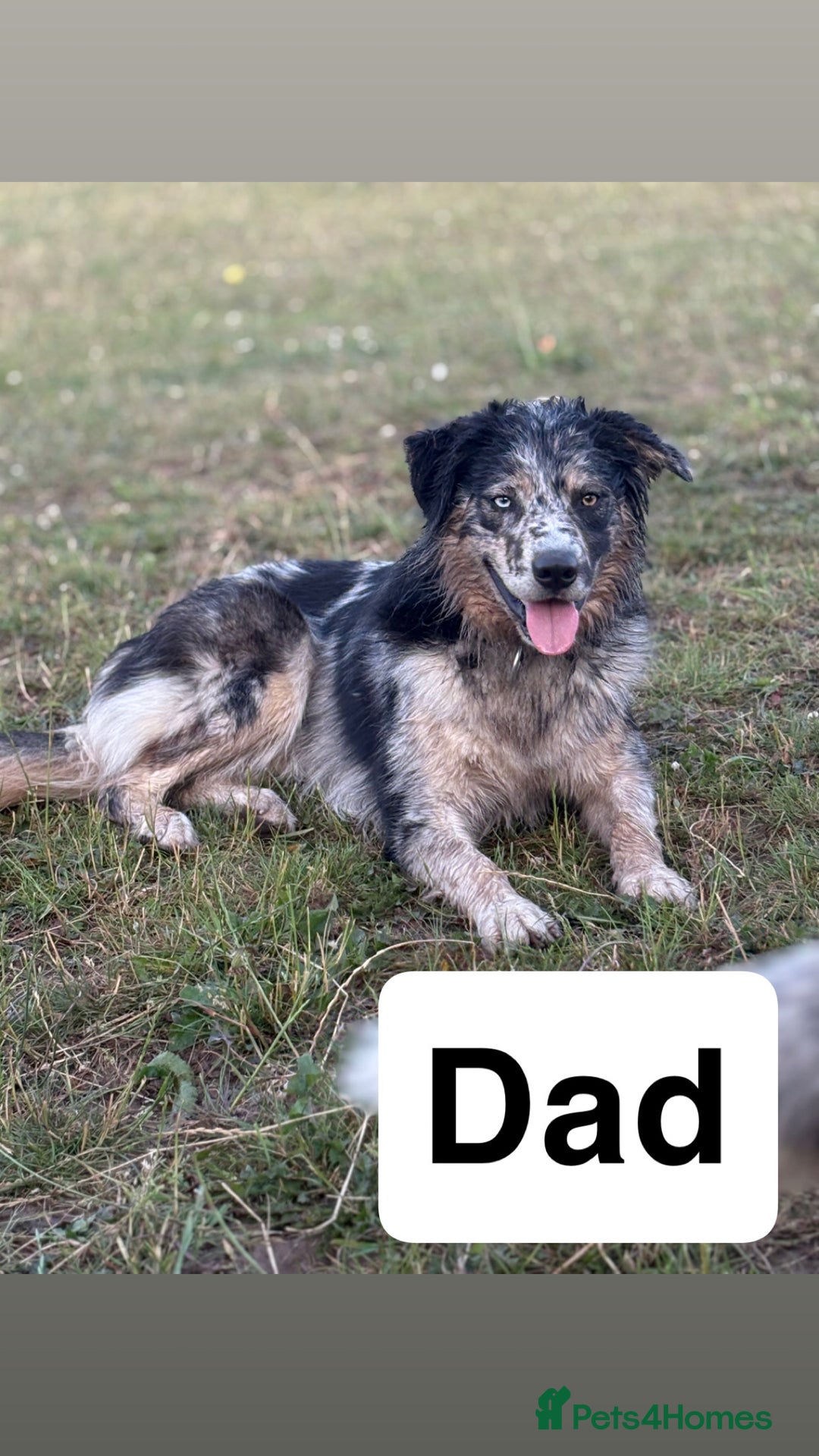 Border Collie dogs for sale: Border collie puppies for active homes  - Advert 32