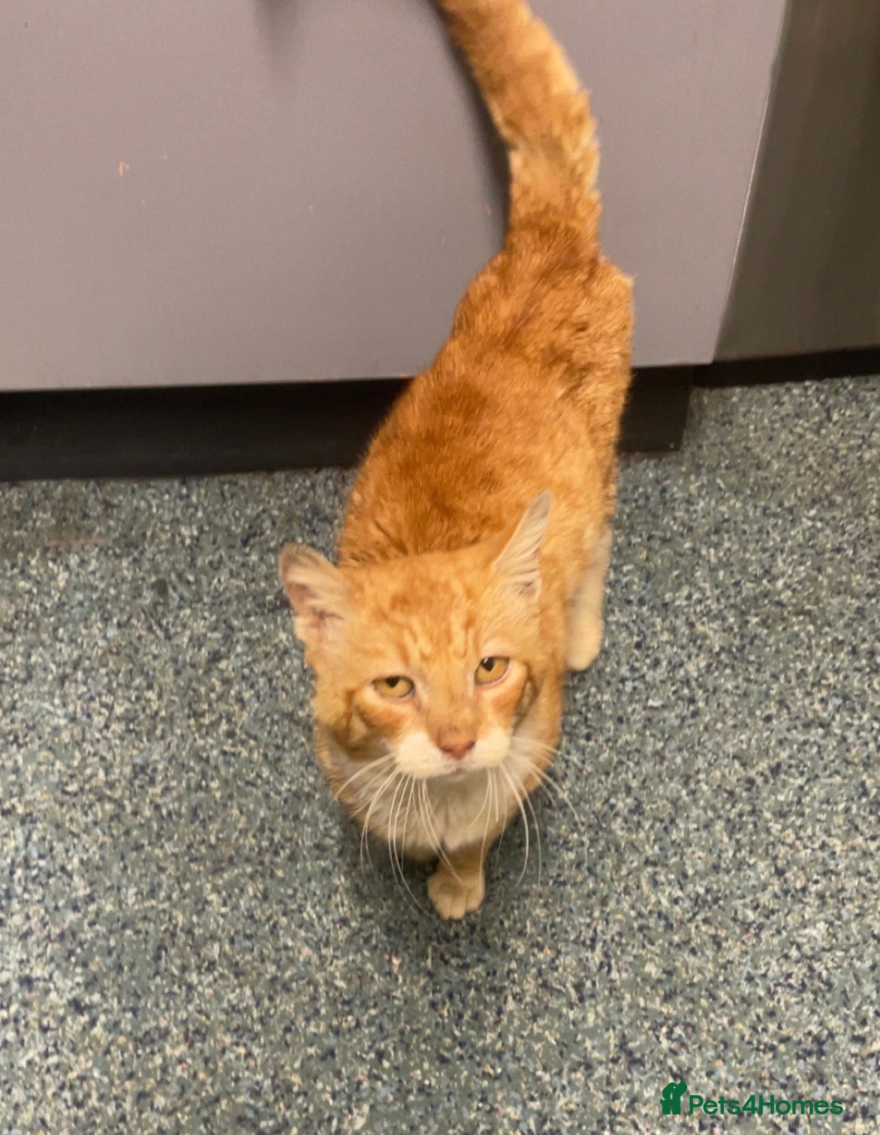 British Shorthair cats Harris  - Advert 5