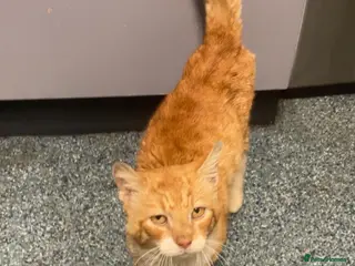 British Shorthair cats Harris - Advert 5