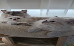 Ragdoll cats for sale: 🐾🌸STUNNING KITTENS| ONE LEFT!|🌸🐾 - Image 15