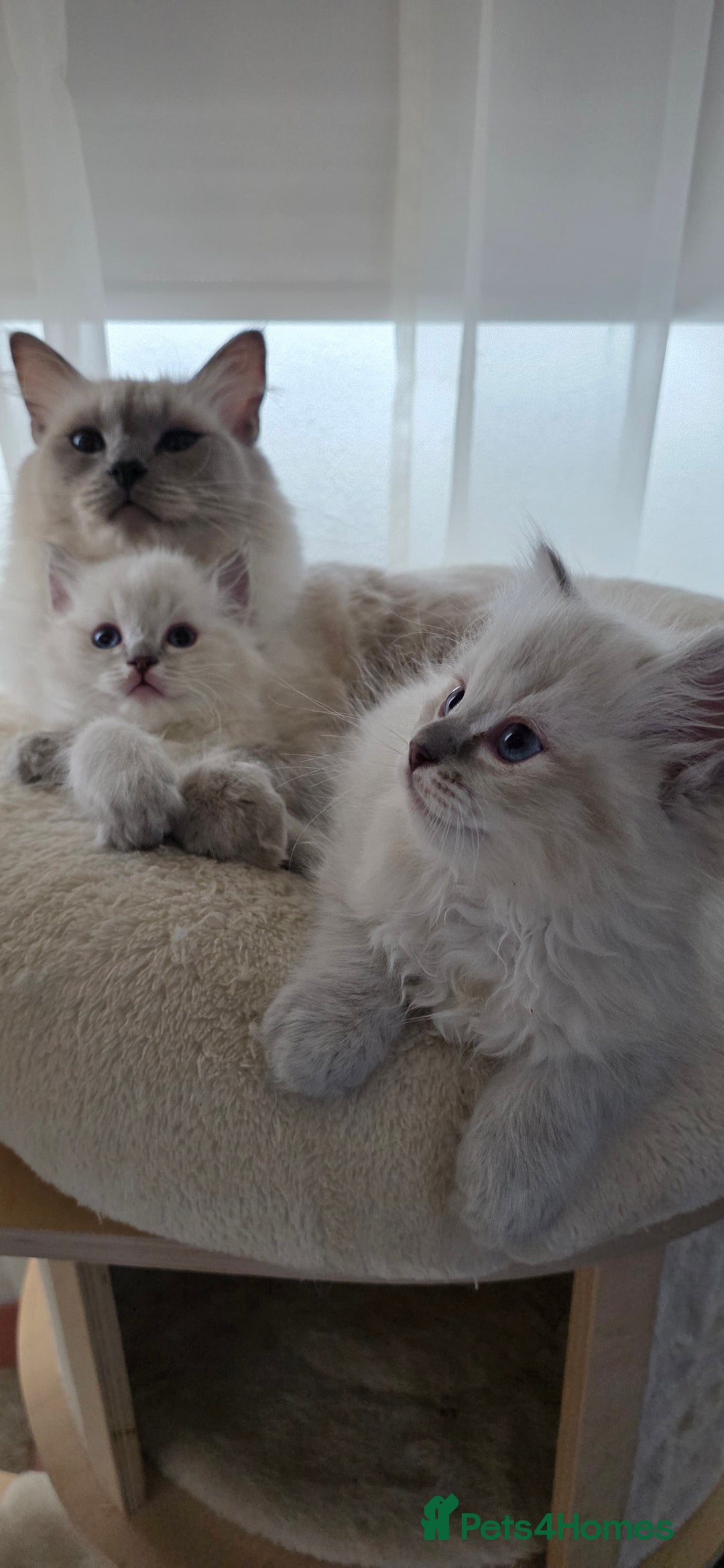 Ragdoll cats for sale: 🐾🌸STUNNING KITTENS| ONE LEFT!|🌸🐾 - Image 15
