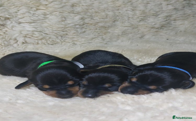 Miniature Dachshund dogs - Advert 2